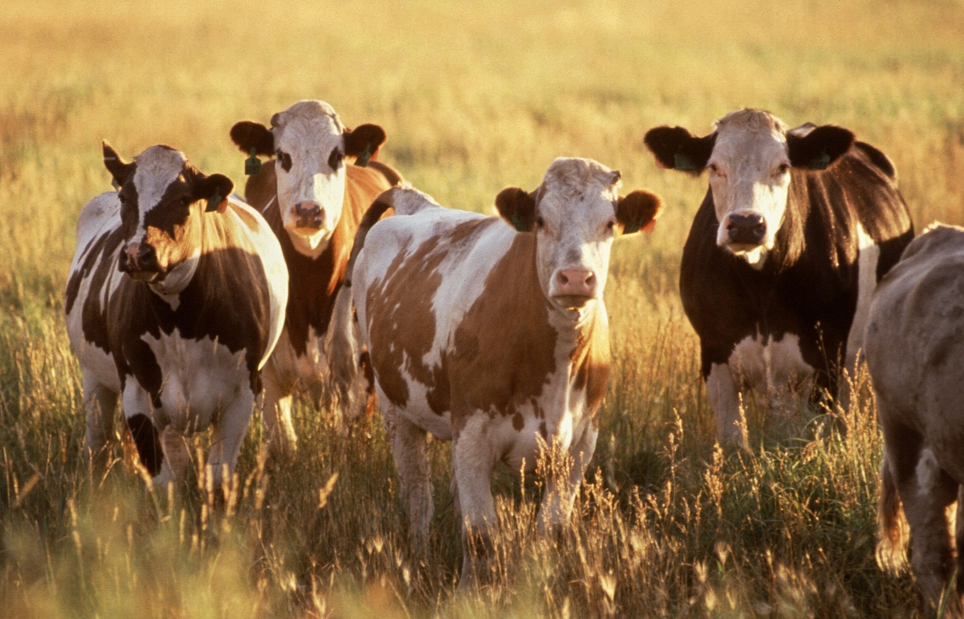 Healthy Cattles